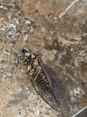 Clidophleps