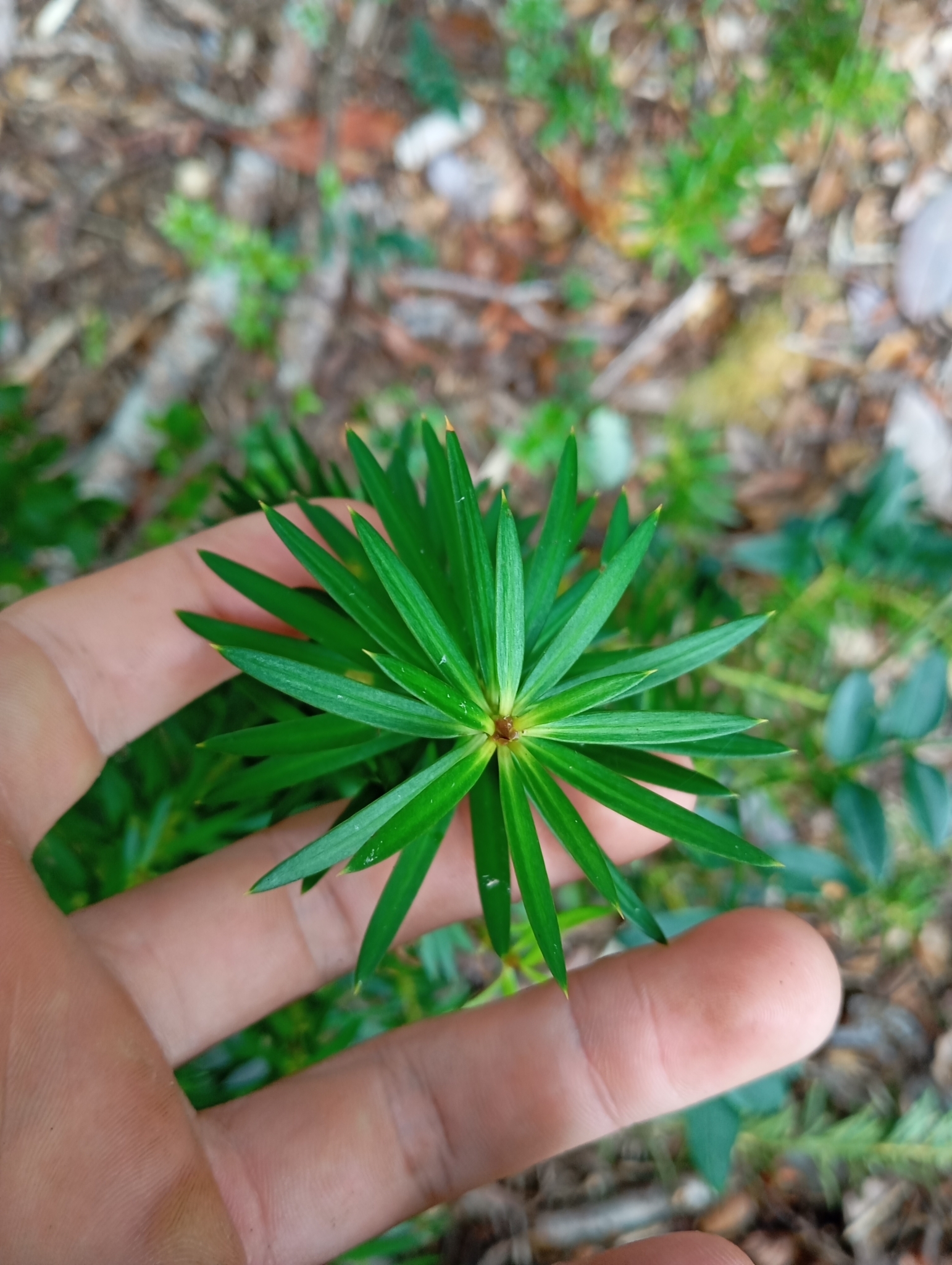 Imagem de Pinheiro-do-brejo