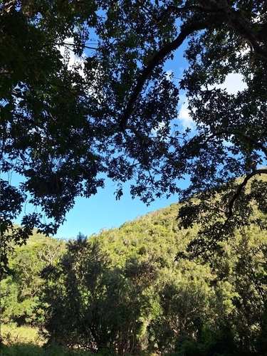 Foto de Árvore-do-paraíso
