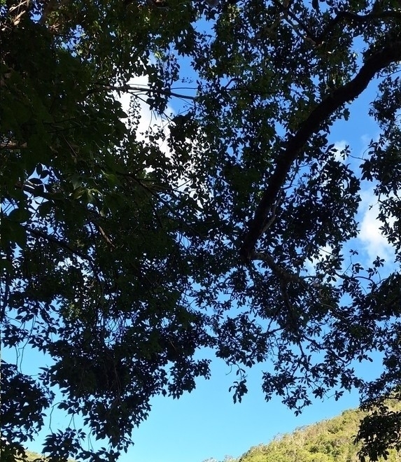 Imagem de Árvore-do-paraíso