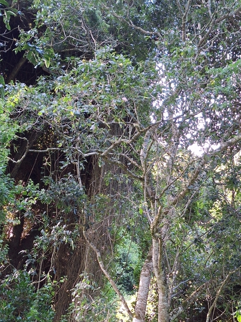 Imagem de Árvore-do-paraíso