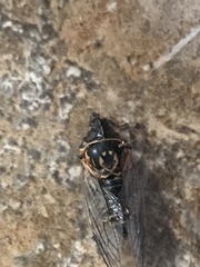 Clidophleps