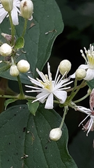 Clematis catesbyana