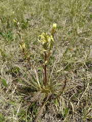 Pedicularis parryi