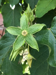 Gonolobus grandiflorus