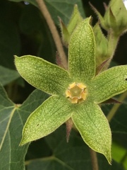 Gonolobus grandiflorus