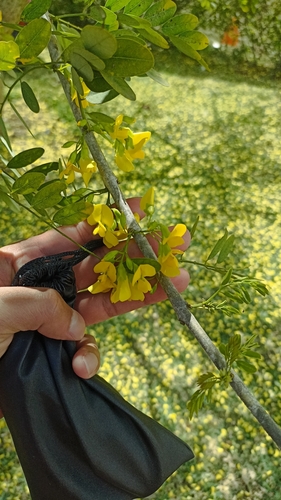 Diphysa americana - Whole tree
