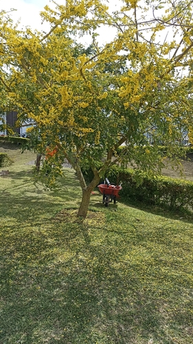 Diphysa americana - Leaves