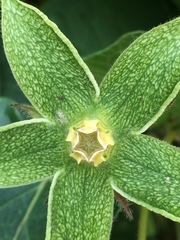 Gonolobus grandiflorus