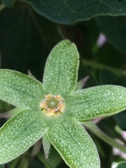 Gonolobus grandiflorus