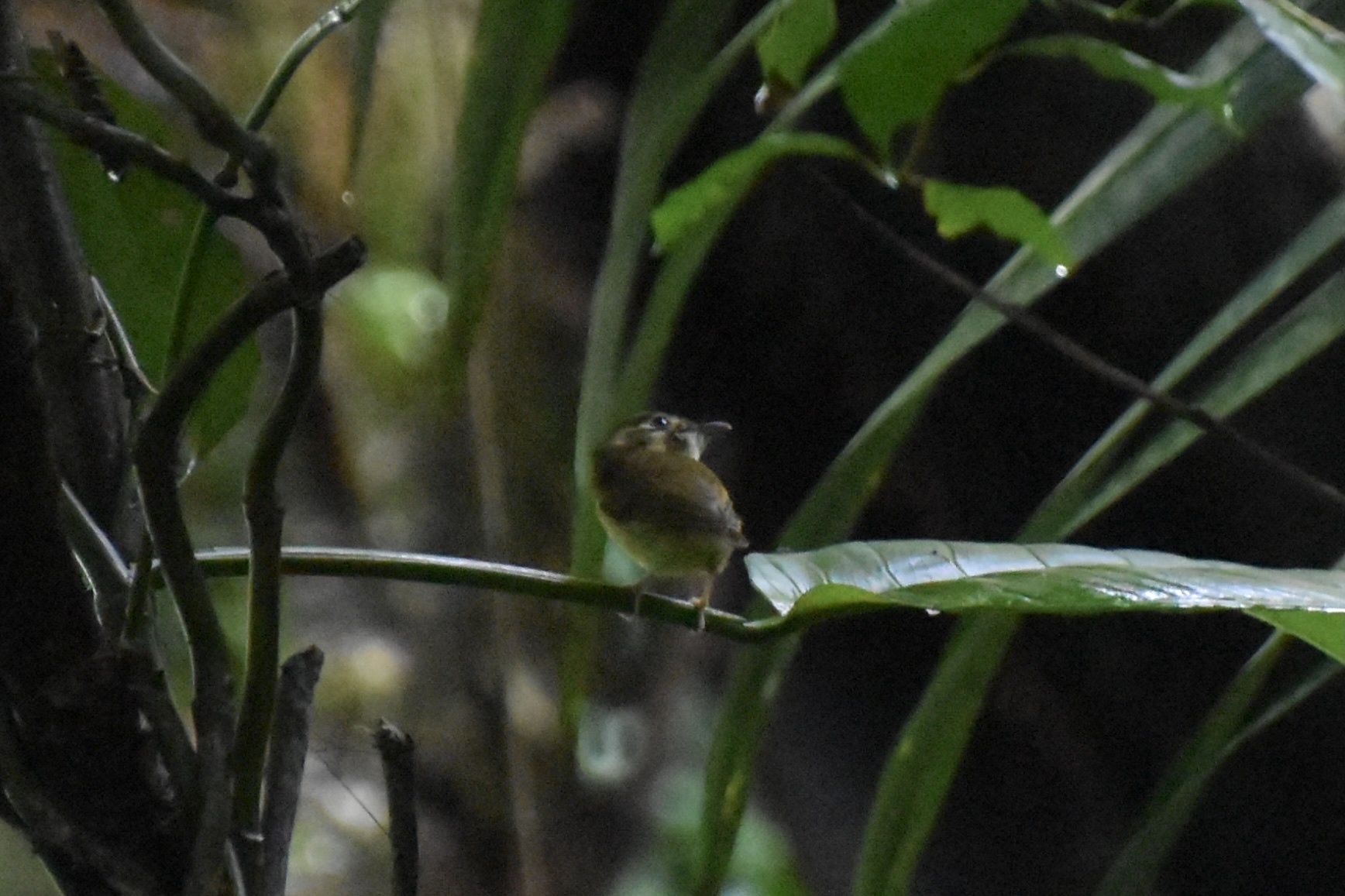 Stub-tailed Spadebill (Platyrinchus cancrominus), photo 3