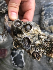 Balanus nubilus