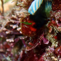 Angel Blenny photo 5