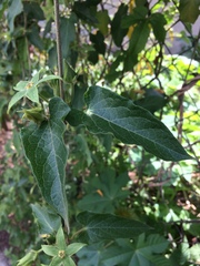 Gonolobus grandiflorus