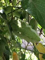 Gonolobus grandiflorus