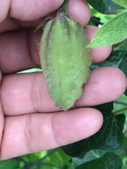 Gonolobus grandiflorus