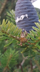 Araneus diadematus