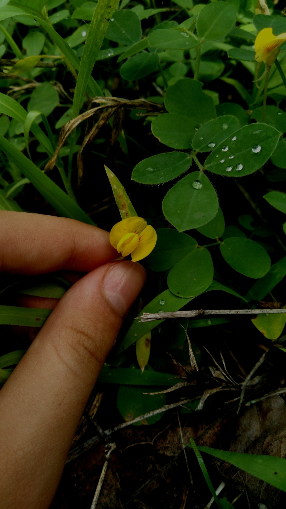 Arachis dardani