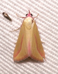 Phytometra obliqualis