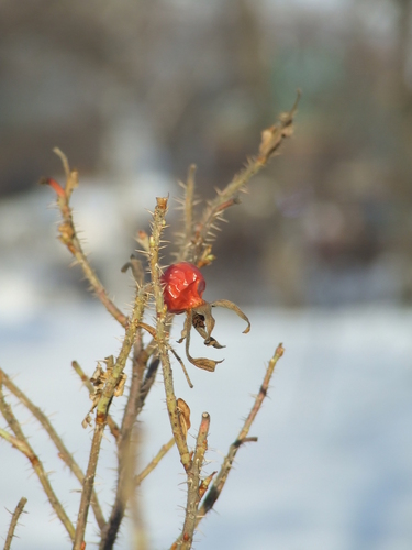 Наблюдение на iNaturalist