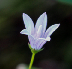Campanula aparinoides