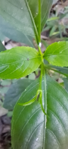 Foto de Trepadeira-vermelha