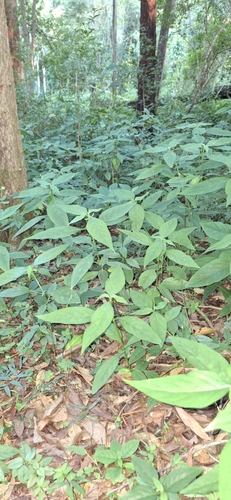 Foto de Trepadeira-vermelha