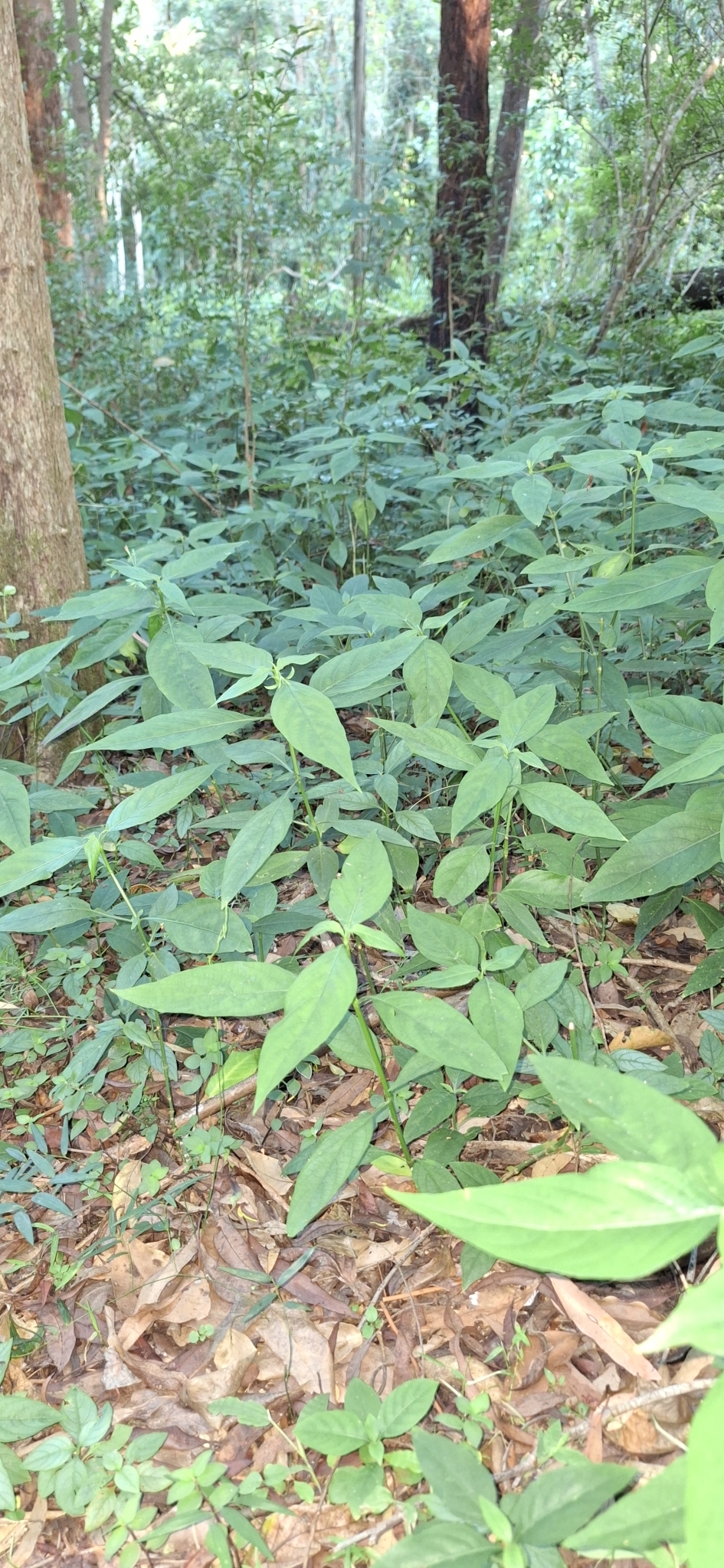 Imagem de Trepadeira-vermelha