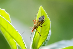 Zelus laticornis