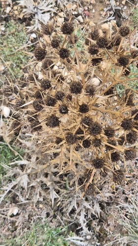 Field Eryngo
