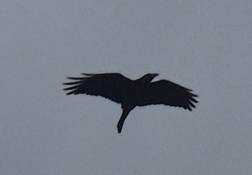 Common Raven