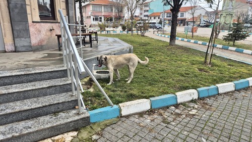 Domestic Dog