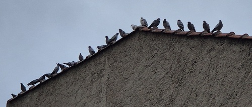Feral Pigeon