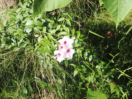 Image of Pandorea jasminoides by (c) Lucas Christofides, some rights reserved (CC BY)