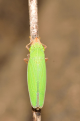 Draeculacephala soluta