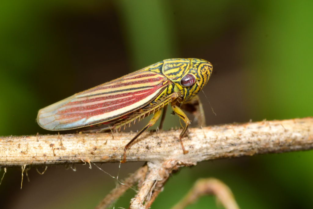 Apogonalia fraterna