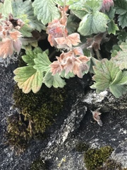 Potentilla villosa