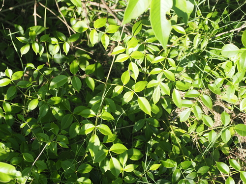 Image of Pandorea jasminoides by (c) Lucas Christofides, some rights reserved (CC BY)