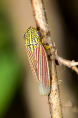 Apogonalia
