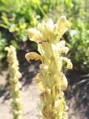 Pedicularis bracteosa