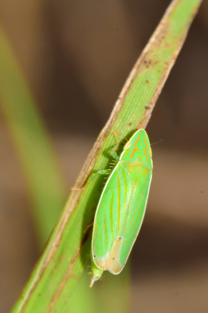 Spangbergiella viridis