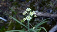 Melanthieae