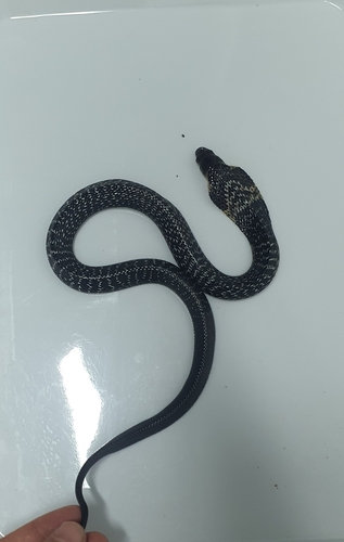 Black Forest Cobra