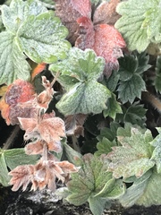 Potentilla villosa