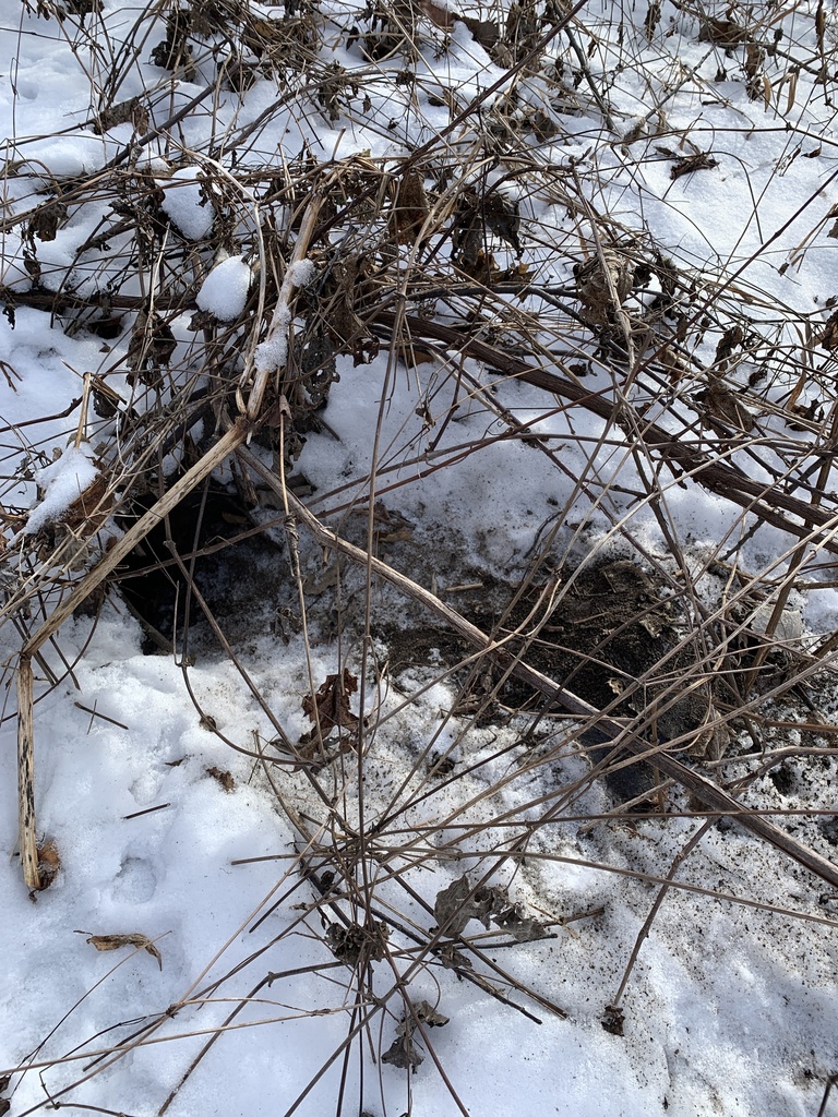 American Badger from Como Regional Park, Saint Paul, MN, US on January ...