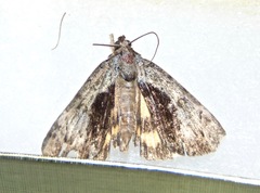 Catocala minuta