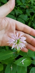 Monarda clinopodia