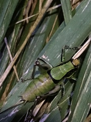 Eupholidoptera chabrieri