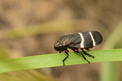 Aeneolamia albofasciata