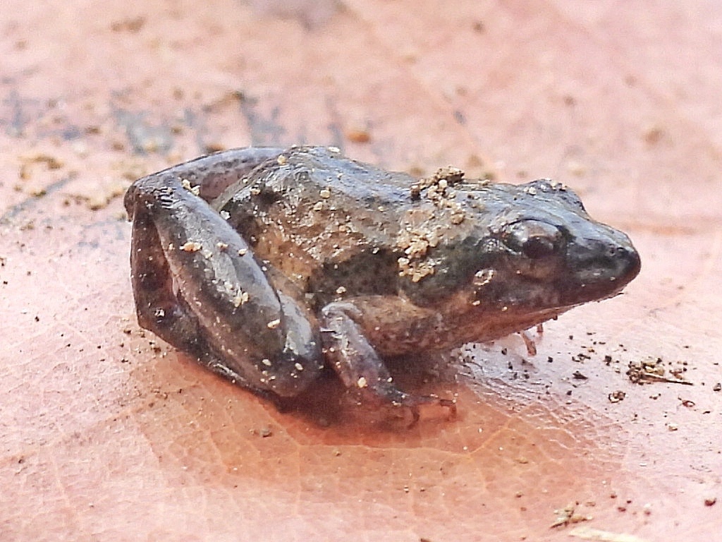 Lynch's Swamp Frog